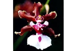 THE ORCHID GALLERY Sharry Baby, The Chocolate Orchid - Nice Seedling