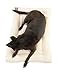 2PET Crate Pad Comfy Cushion by Ultra Soft Breathable Crate Mat - Machine Washable and Safe Bed for Dogs, Cats - Lightweight Nap Pad for Dog Kennels and Pet Carriers - Medium