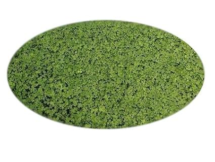 Mikroklee von Microclover für 50m² gleichmäßigen dichten ganzjährig grünen Rasen (100g Klee Samen / Rasensaat)