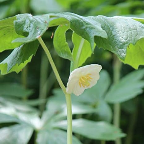 Amazon 紫桜館山の花屋 山野草 アメリカハッカクレン 亜米利加八角蓮 素掘り苗株 Diy 工具 ガーデン