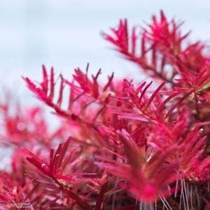 3 Stems rotala Super red Live Aquarium Plants Live Aquatic Plants aquascape