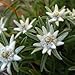 EDELWEISS LEONTOPODIUM-Early Perennial!amazing colors 3 seeds!rare! by HG