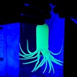 Steve Spangler's Glow in the Dark SQUIDY, Science Toy for Kids