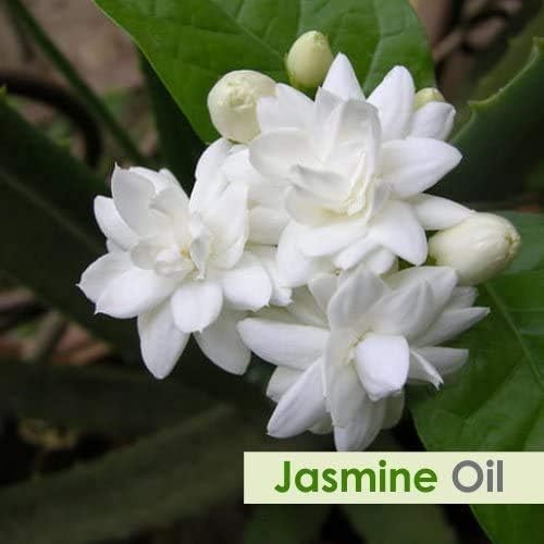 Jasmine Essential Oil 100% Pure & Natural - Undiluted Uncut Cold Pressed Aromatherapy Premium Oil - Therapeutic Grade - 50 ML - Image 3