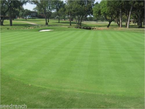 Penncross Bentgrass Seed - 2 Lbs.