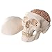 3B Scientific A20/9 Classic Skull w/ Brain 5-part - 3B Smart Anatomy