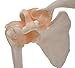 Shoulder Joint Model,Kouber Human Anatomical Model,Life Size,Height 9