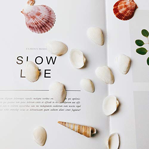 3 Small+Seashell+White+clamrose+Natural