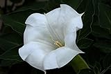 25 Seeds, Moonflower Seeds 