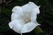 25 Seeds, Moonflower Seeds "Night Bloomers" (Ipomoea alba) By Seeds and Things