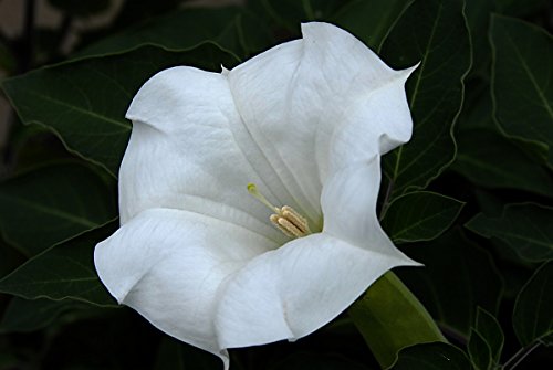 25 Seeds, Moonflower Seeds 25 Seeds, Moonflower Seeds