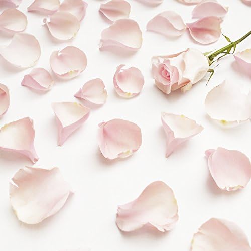 Farm Fresh Natural Pink Rose Petals - 5000 petals