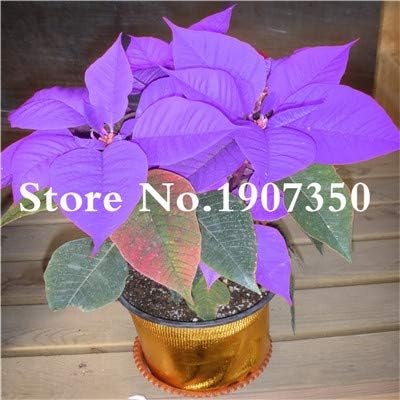 Petsdelite Poinsettia Flower Seeds Bonsai, 100 Pcs Color 7