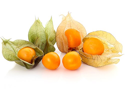 Cape Gooseberry, Ground Cherry seeds - Physalis peruviana