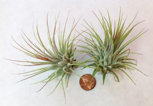Glass Home Gardens - Tillandsia Ionantha Guatemalan Air Plants - 2 Pack