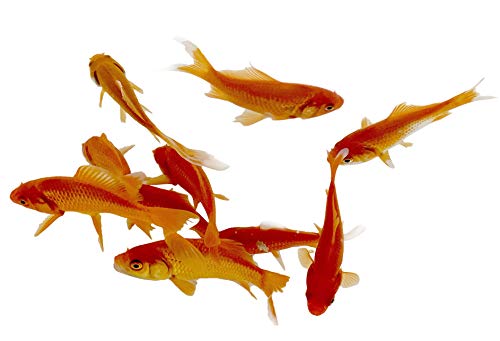 Toledo Goldfish Live Comet Goldfish for Ponds, Aquariums or Tanks – USA Born and Raised – Live Arrival Guarantee (3 to 4 inches, 3 Fish)
