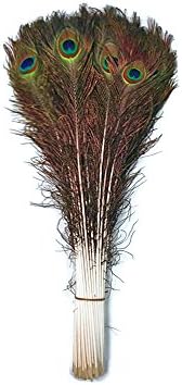 50 Pieces - 45-50" Natural Long Iridescent Peacock Tail Eye Wholesale Feather (Bulk) Halloween Craft Supply | Moonlight Feather