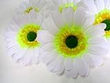 (12) BIG Silk White Gerbera Daisy Flower Heads , Gerber Daisies - 3.5