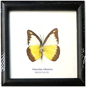REAL BEAUTIFUL Framed Butterfly Real Butterfly Display CHOCOLATE ALBATROSS TAXIDERMY Insect Display 5"x5"
