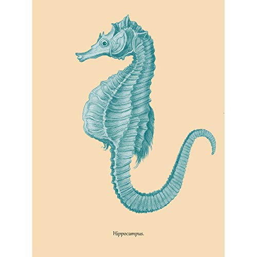 Wee Blue Coo Sea Horse Hippocampus Blue Art Print Canvas Premium Wall Decor Poster