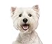 Eye Envy Tear Stain Remover Solution for Dogs. 100% Natural, Safe. Treats The Cause of Stains. Recommended by AKC Breeders, Vets, Handlers, Groomers. Contains Colloidal Silver. 8 oz. Made in USA