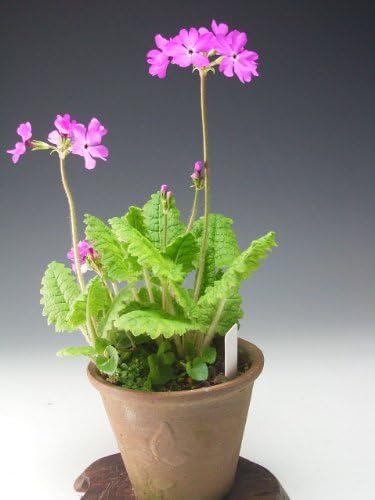 Amazon 花芽付き 日本桜草の鉢植え 21春開花中 3 31 ヴェールモア 観葉植物