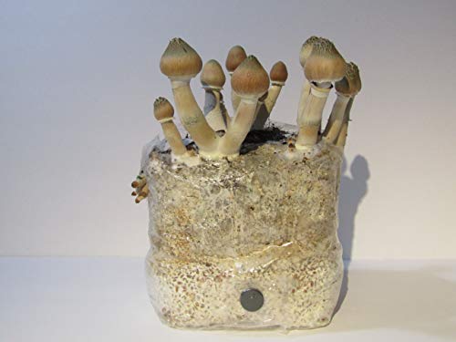 Myco Bag Mushroom Grow Bag