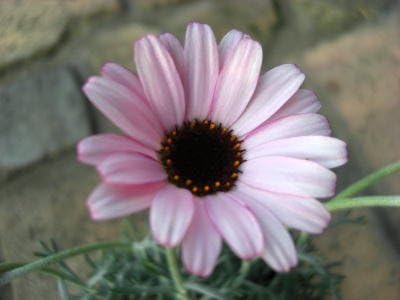 Amazon 花苗 ローダンセマム リルピンク キク科耐寒性常緑多年草 ３ ５号ラベル付きポット苗 花