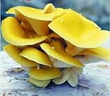Hinterland Trading Golden Mushroom Agaricus Campestris 100+ Inert Spore Coated Carrier Seeds Grow Your Own Fresh Mushrooms by Hinterland Trading
