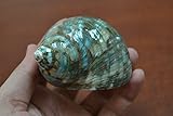 Polished Green Jade Turbo Hermit Crab Sea Shell 3