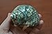 Polished Green Jade Turbo Hermit Crab Sea Shell 3