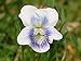 (PV)~"WHITE w. LAVENDER EYE" VIOLET~Seeds!!!~~~~~Dainty!