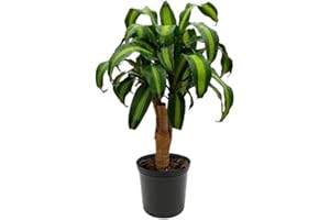 American Plant Exchange Mass Cane Dracena Massangeana Live Plant, 6" Pot, Top Indoor Air Purifier