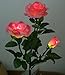 Aketek Outdoor Solar Powered 3 LED Rose Flower Light Lamp Stake for Home Garden Yard Lawn Path Way Party Decorative Landscape LED Rose Lights, Great for Gift(Pink)