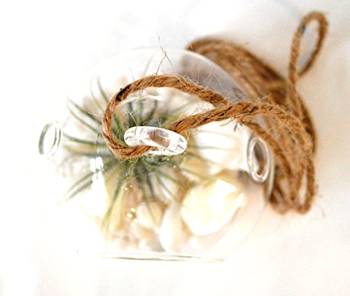 9GreenBox - Air Plant - Terrarium Kit with White Sand and Sea Shells