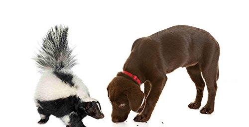 Stink Slayer- All Natural Skunk Odor Remover- Eliminates Skunk Odor From Pets, Fabrics & Carpets Without Rinsing or Washing! (22oz)