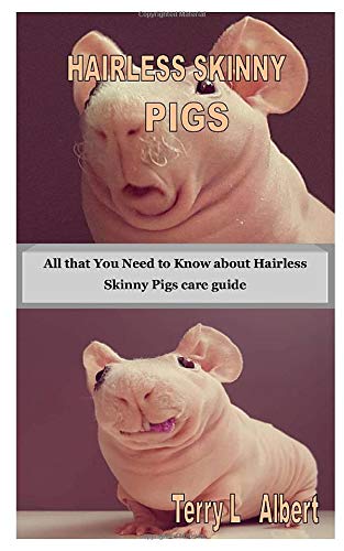 skinny pig care guide