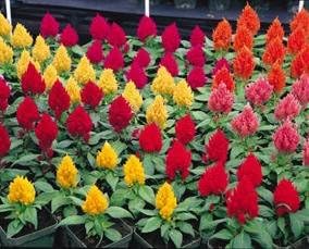 Amazon Com Celosia Kimono Mix 1 000 Seeds Garden Outdoor