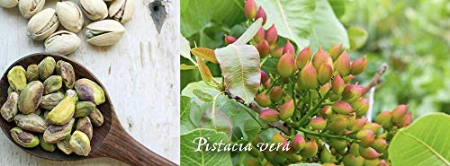 Wilderness Poets, Pistachio Butter - Organic, Raw, Vegan Nut Butter (8 Ounce) - Image 5