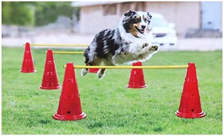 dog training cones