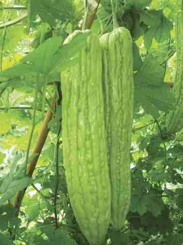 Bittergourd Sayonara seeds Bittergourd Sayonara seeds