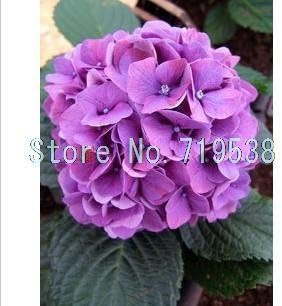 Amazon Co Jp 一般的なアジサイの種 バルコニー鉢植えの花アジサイの種子の品種は パック24色 10種を持っています ホーム キッチン