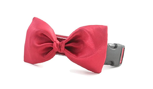 bow tie and collar