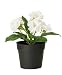 Ikea Fejka Artificial Potted Plant Small White Rose Plant 7" Tall 3 1/2 Pot Diameter