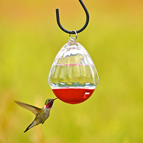 PerkyPet 44712 Round 10Ounce Glass Hummingbird Feeder New eBay