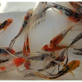 Multicolor Select Butterfly Koi 3"""