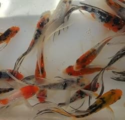 Multicolor Select Butterfly Koi