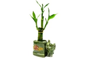 1 Set (3 Stalks) of Lucky Bamboo Arrangement in a Heart-shaped Ceramic Vase with a Lovely Elephant, Exclusive By Betterdecor