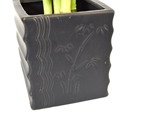 9GreenBox - Lucky Bamboo - Spiral Style with Diamond Ceramic Vase