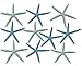 Starfish Decor - Star Fish for Craft - 10pk Real 6-8